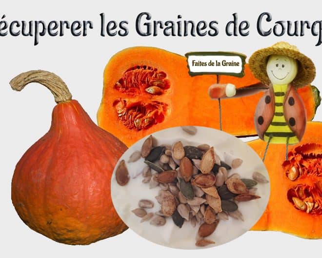 Comment conserver les graines de courge efficacement