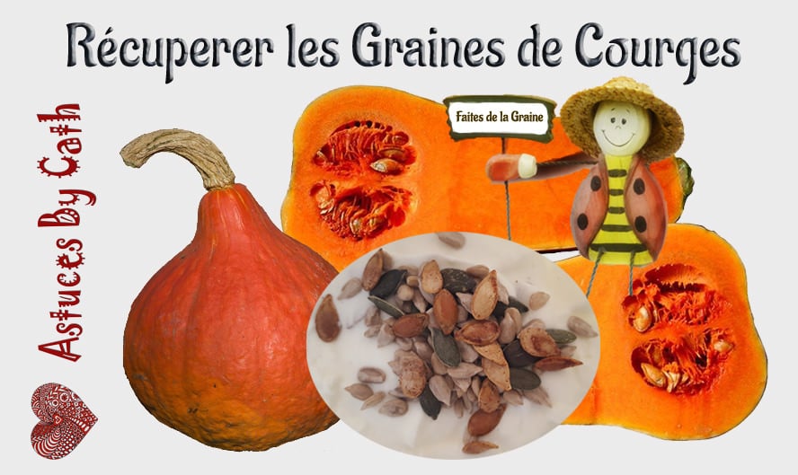 découvrez les meilleures techniques de conservation des graines de courge pour préserver leur qualité et leur goût. apprenez à les stocker efficacement et à les utiliser dans vos recettes, tout en profitant des bienfaits nutritionnels qu'elles offrent.