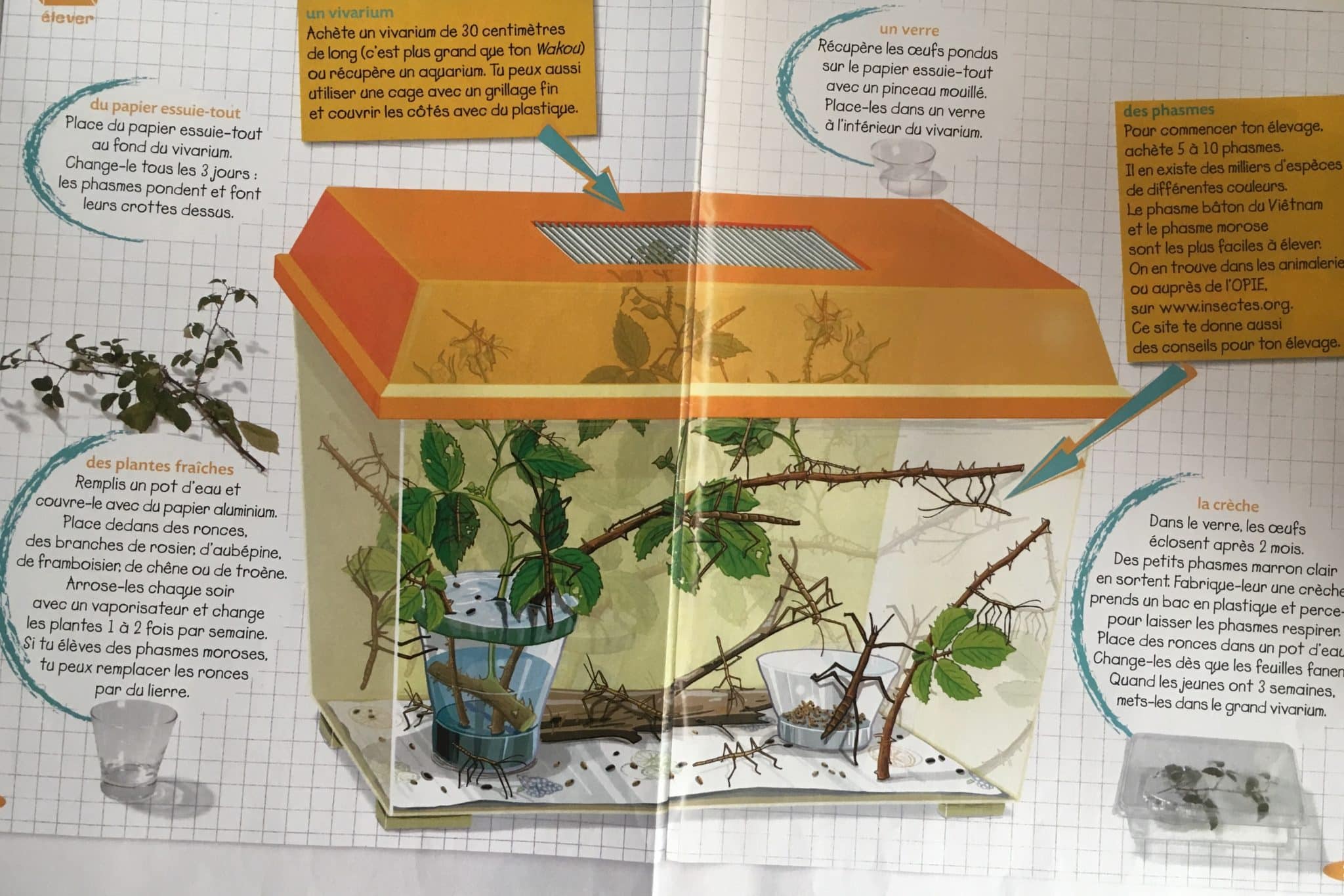 découvrez tout ce qu'il faut savoir sur l'alimentation des phasmes : les meilleures pratiques, les aliments adaptés et les conseils pour garantir leur santé et leur bien-être. apprenez à nourrir ces insectes fascinants et à créer un environnement propice à leur épanouissement.