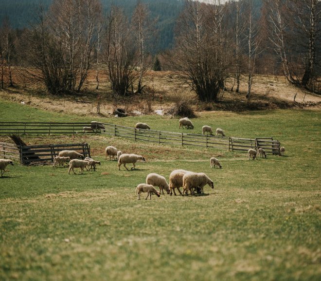 Les dernières tendances et innovations dans le secteur touristique en Picardie